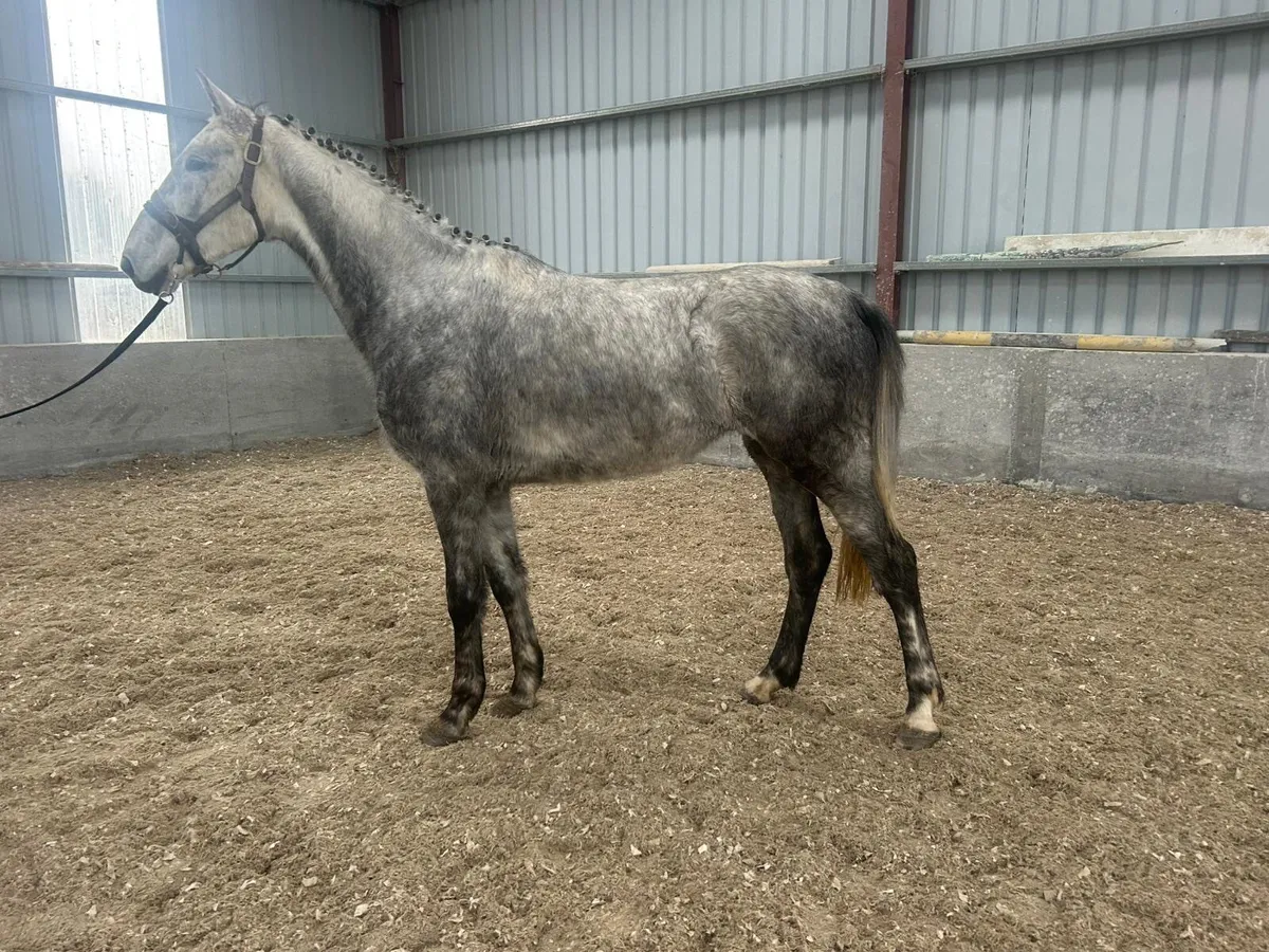 RISING 4YO LIVELLO MARE - Image 2