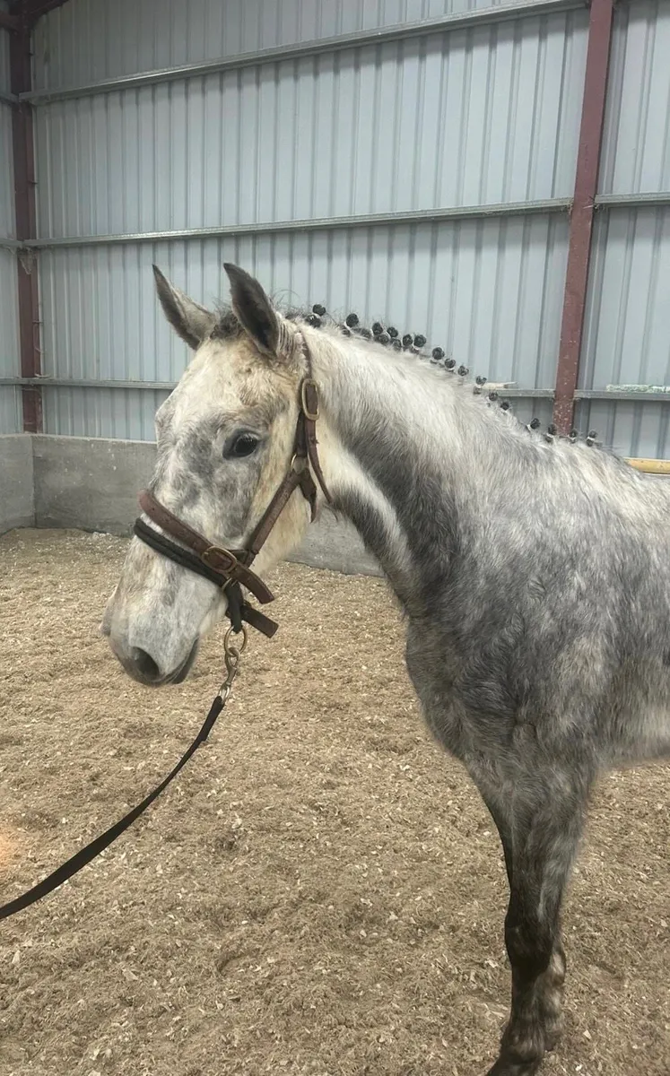 RISING 4YO LIVELLO MARE - Image 3