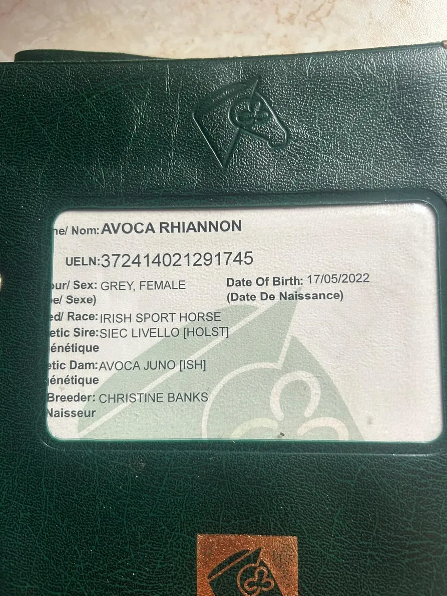 RISING 4YO LIVELLO MARE - Image 4