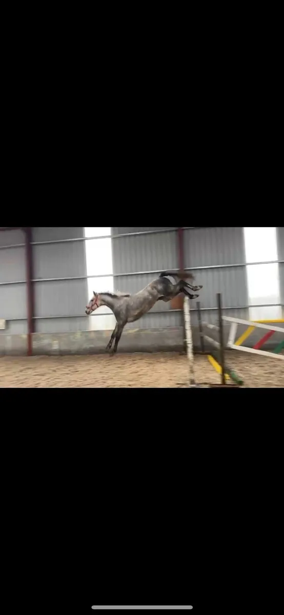 RISING 4YO LIVELLO MARE - Image 1