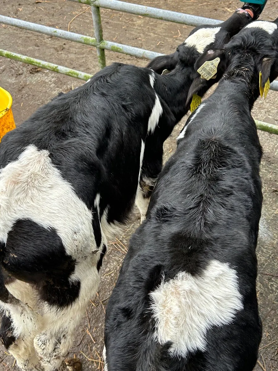 2 British Frisian bull calves - Image 1
