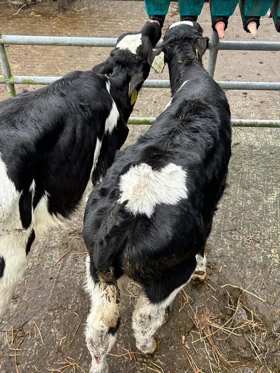 2 British Frisian bull calves - Image 2