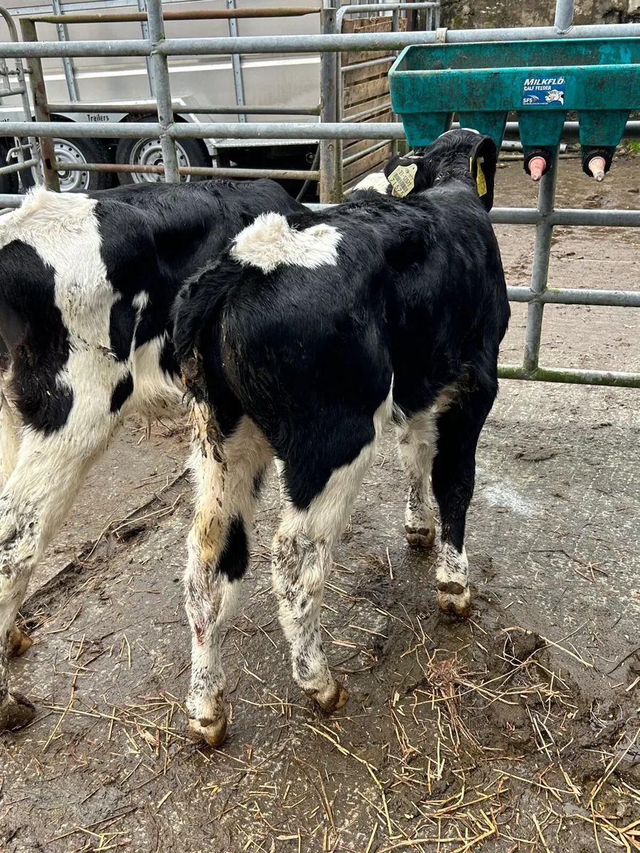 2 British Frisian bull calves - Image 3