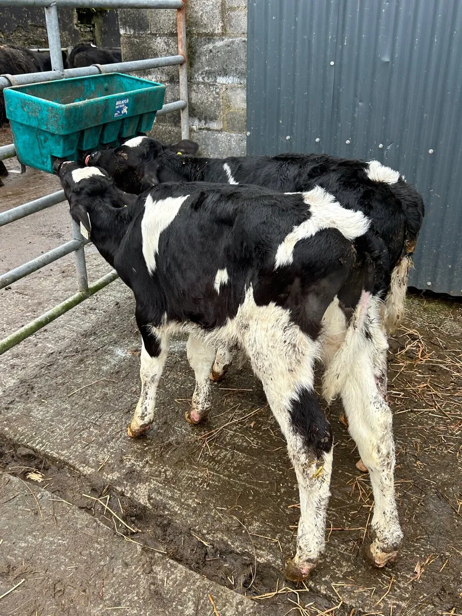2 British Frisian bull calves - Image 4