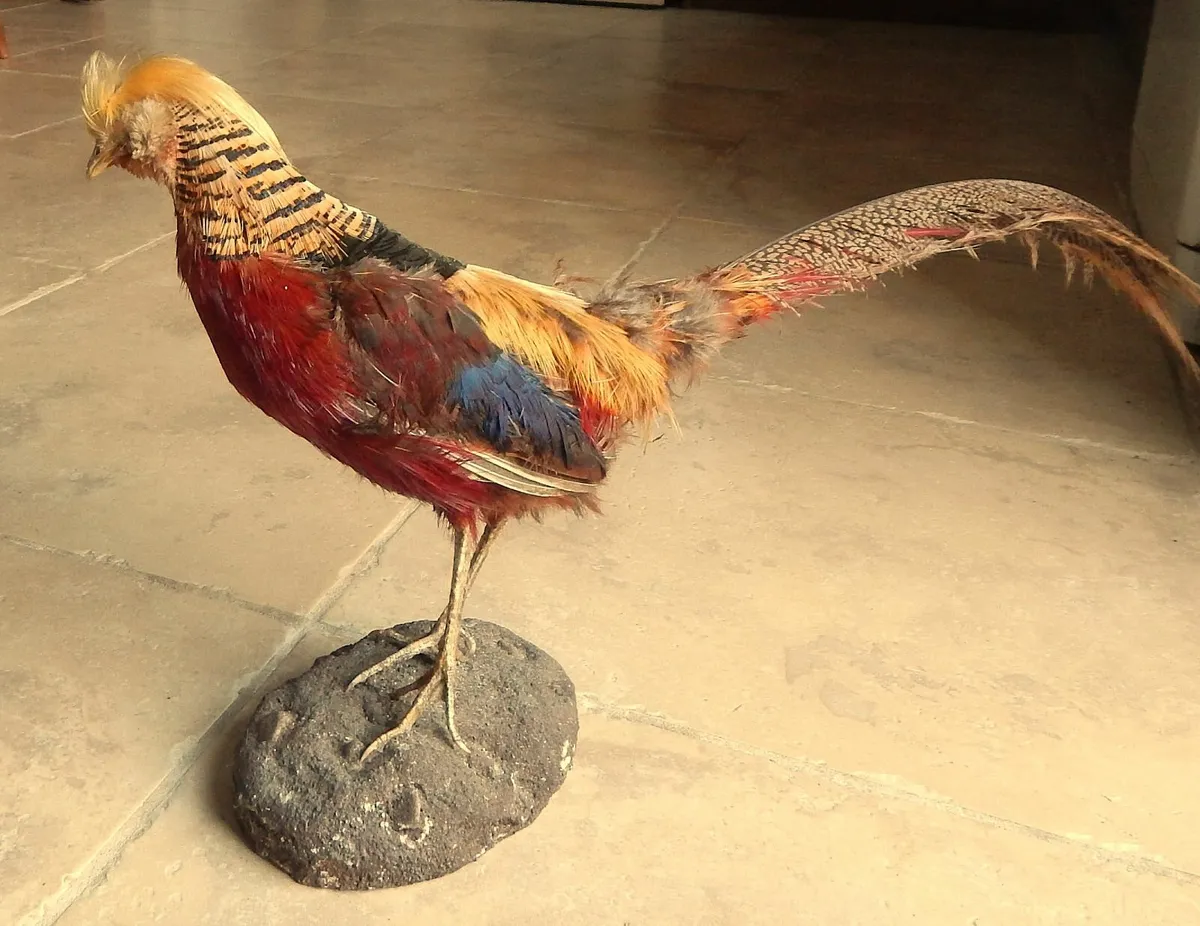 Vintage Taxidermy of Golden Pheasant - Image 1