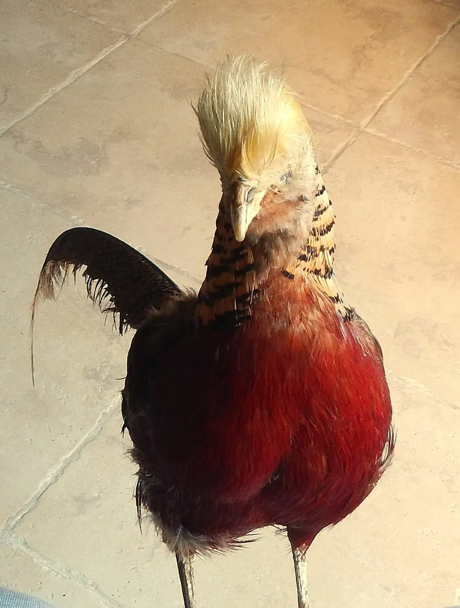 Vintage Taxidermy of Golden Pheasant - Image 4