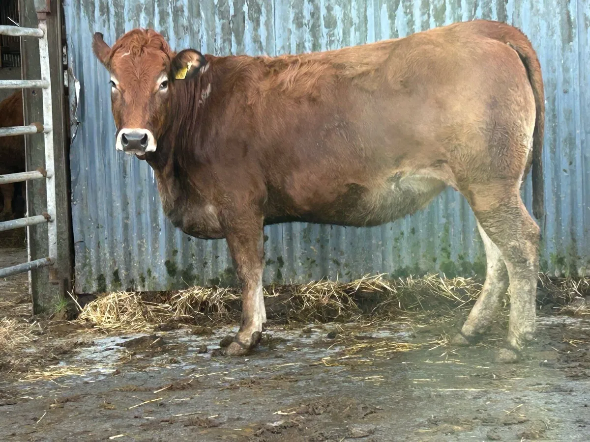 Partinease incalf heifer - Image 1
