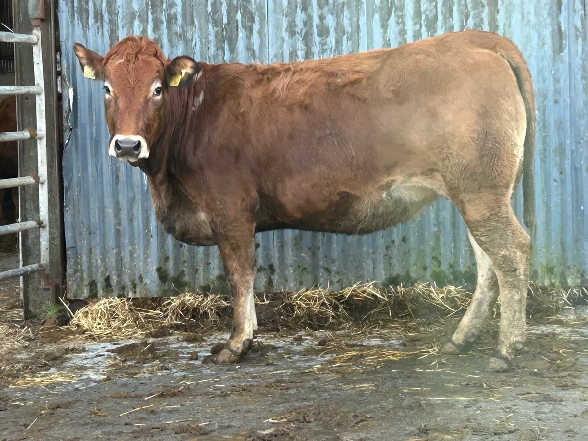Partinease incalf heifer - Image 2