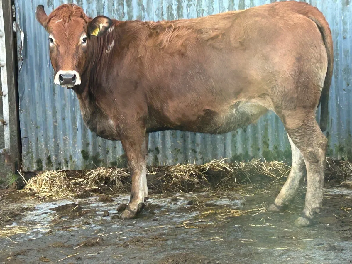 Partinease incalf heifer - Image 4