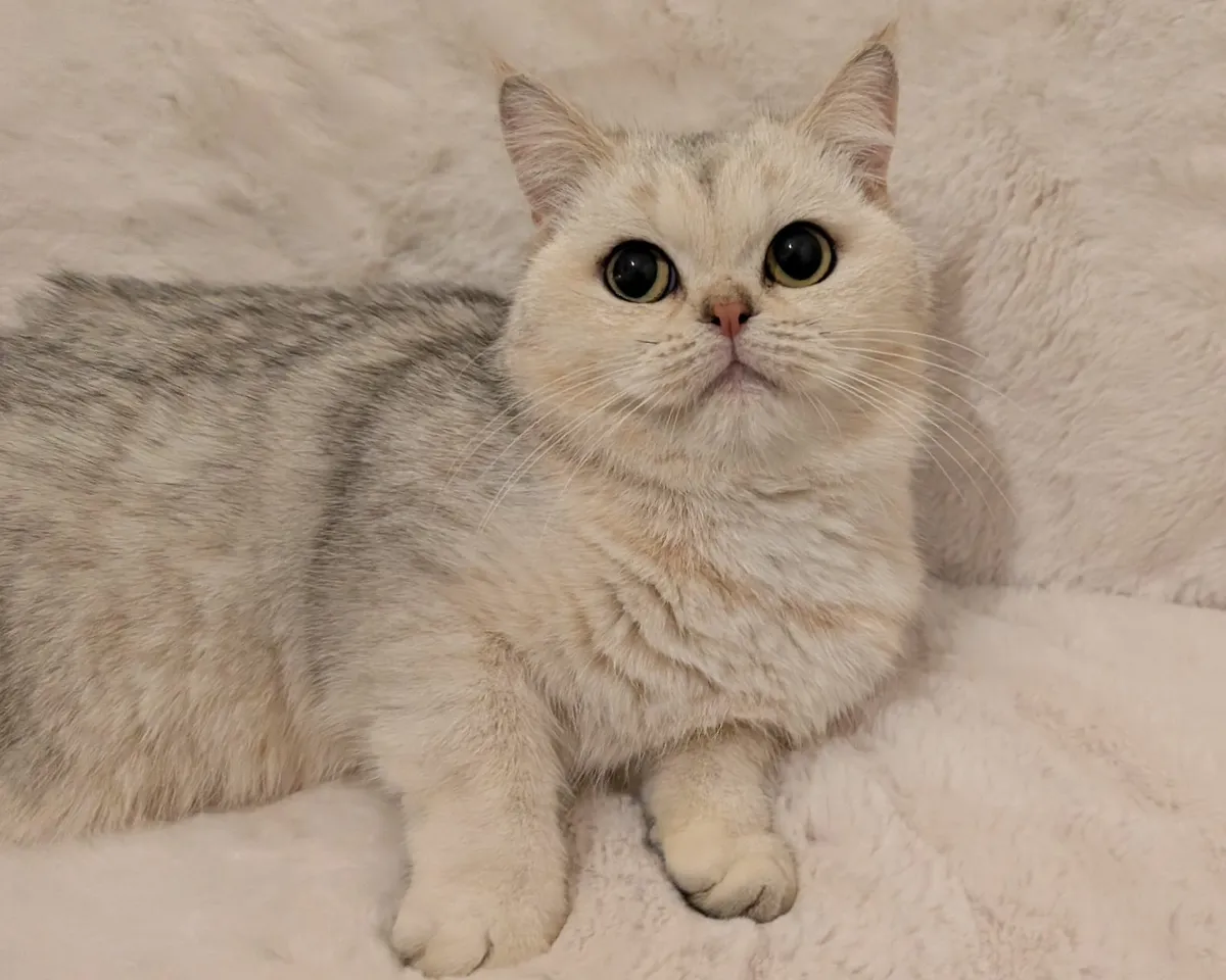 Silver cat - Image 3