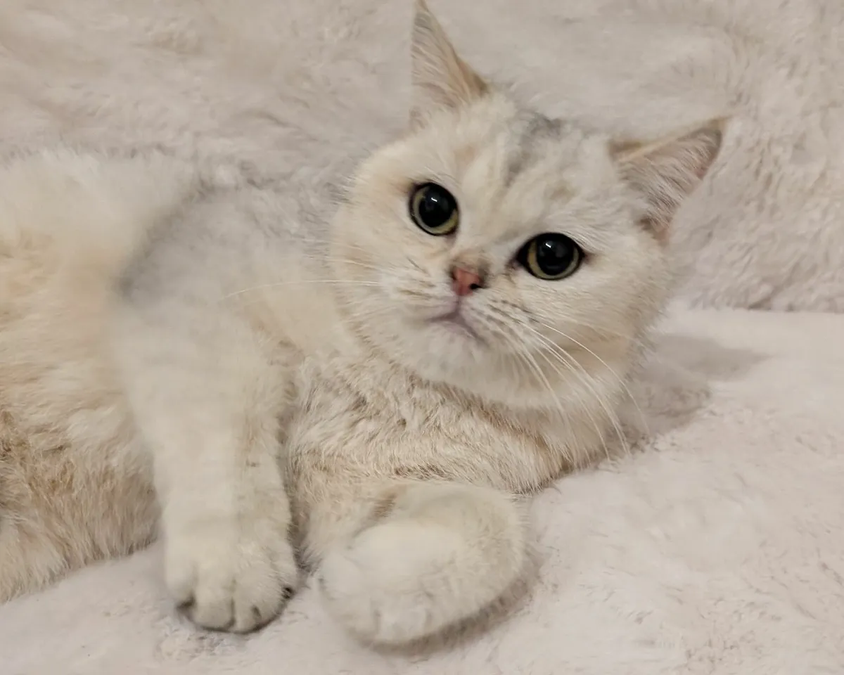 Silver cat - Image 2