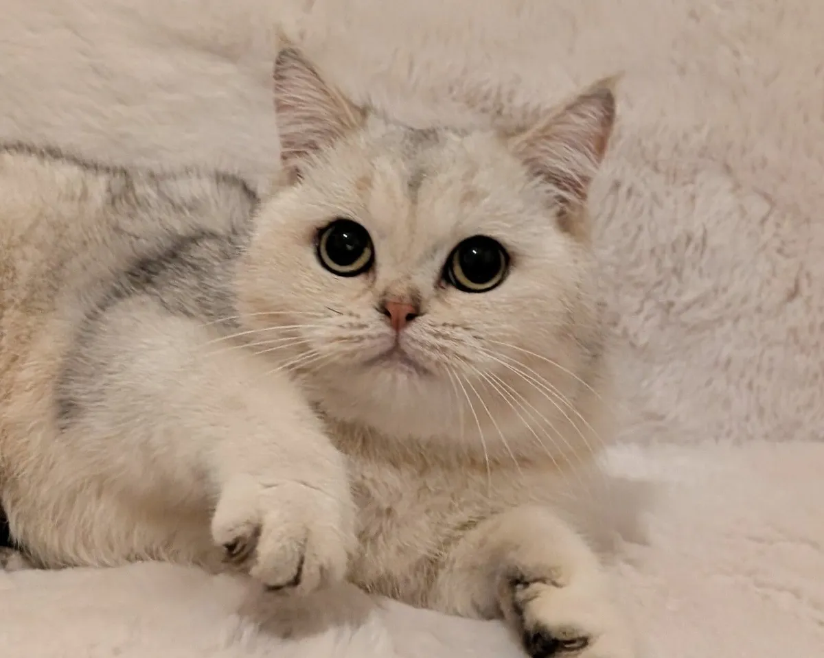 Silver cat - Image 1