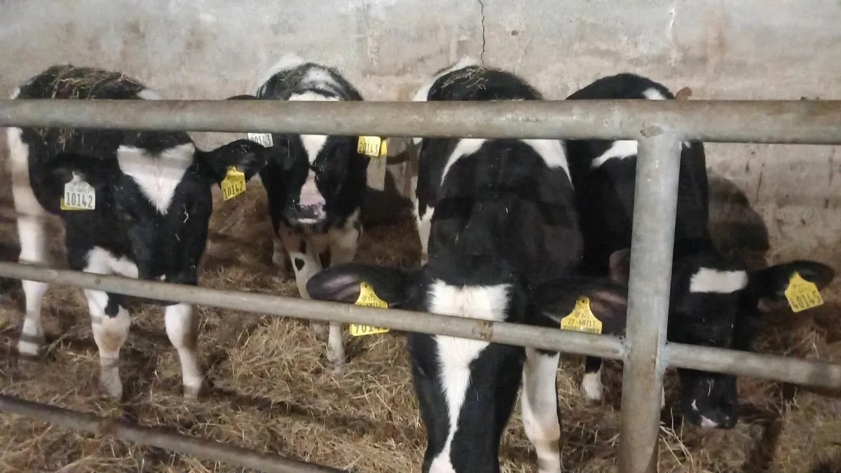 4 reared friesian heifer calves for sale - Image 2