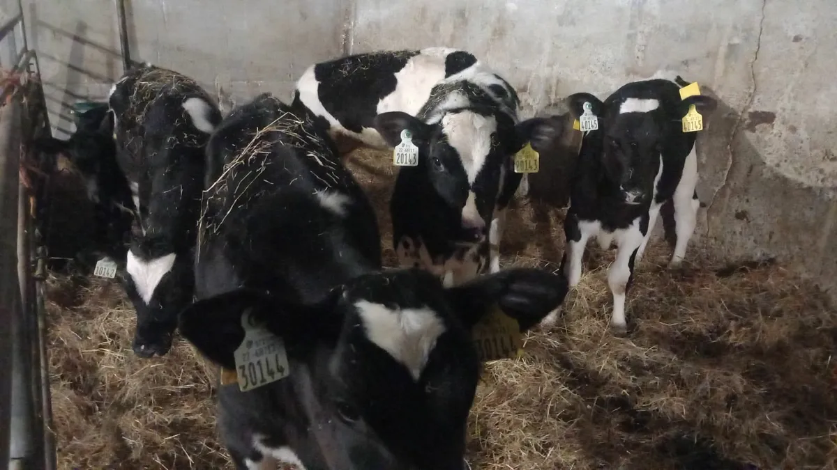 4 reared friesian heifer calves for sale - Image 4