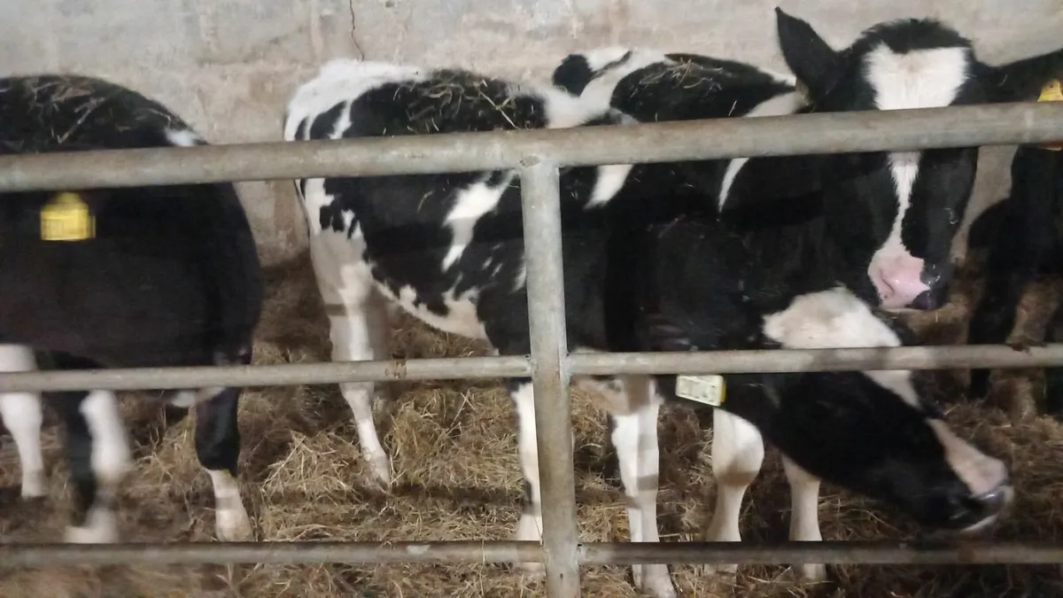4 reared friesian heifer calves for sale - Image 1