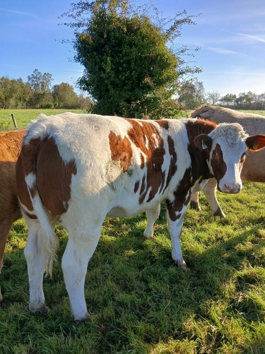 Beef Cattle - Image 1