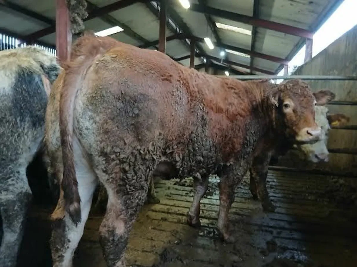 Beef Cattle - Image 2