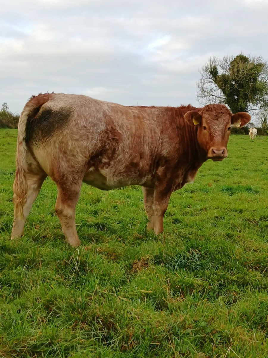 Beef Cattle - Image 3