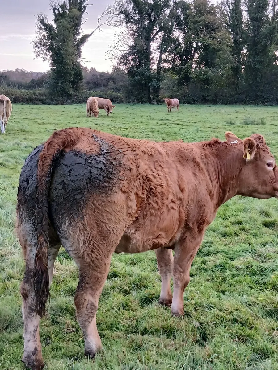 Beef Cattle - Image 4