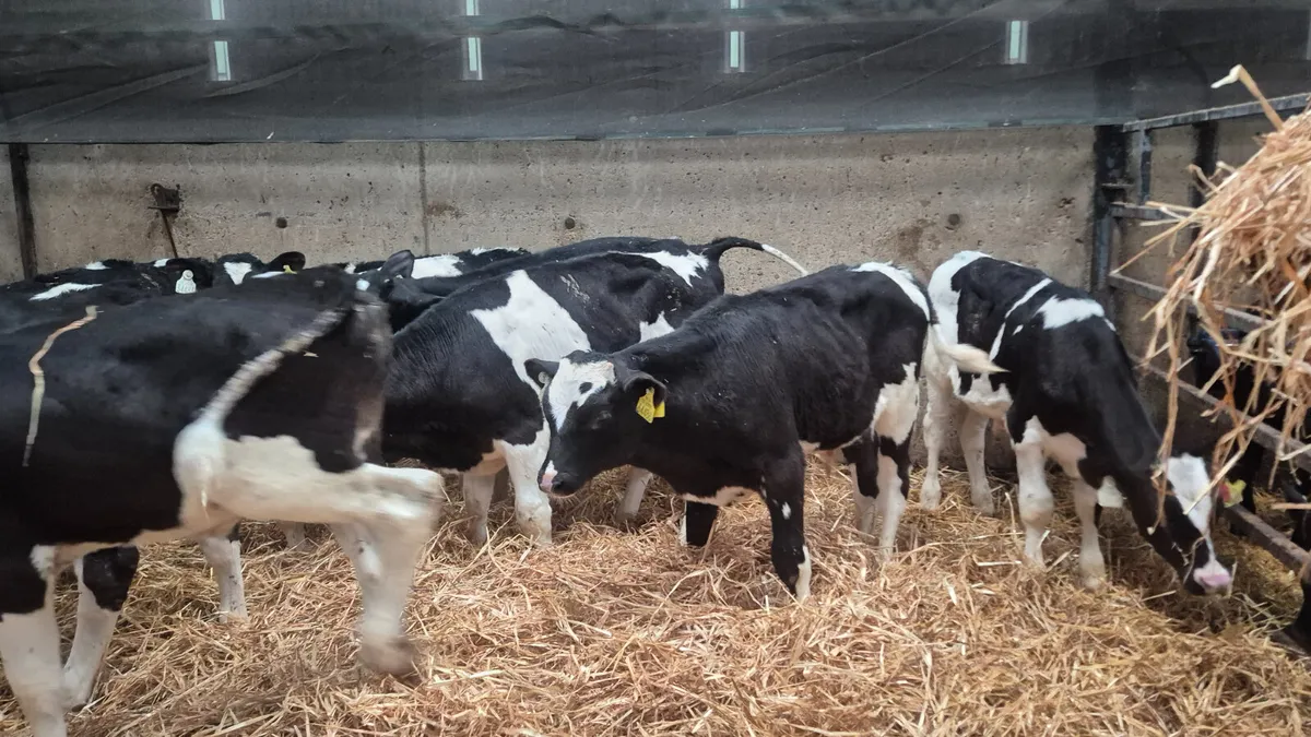 11 Friesian Starter bulls for sale - Image 3