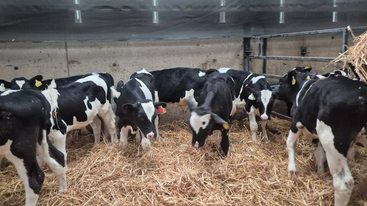 11 Friesian Starter bulls for sale - Image 1