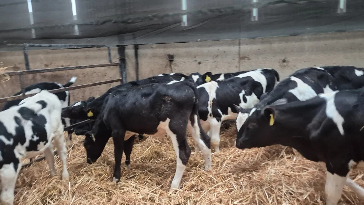 11 Friesian Starter bulls for sale - Image 2