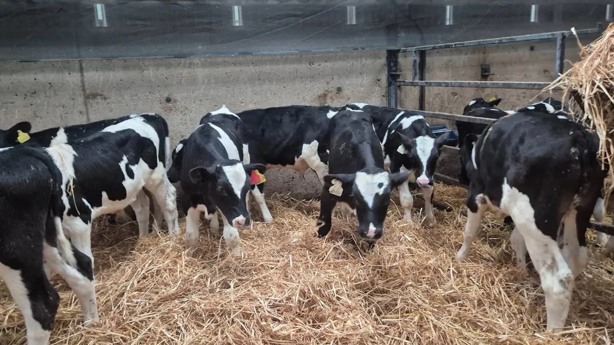 11 Friesian Starter bulls for sale - Image 4