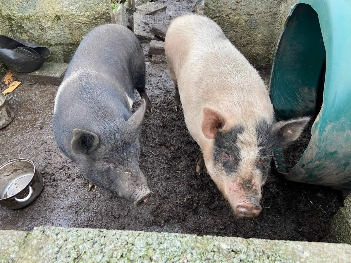 Pair of year old sows
