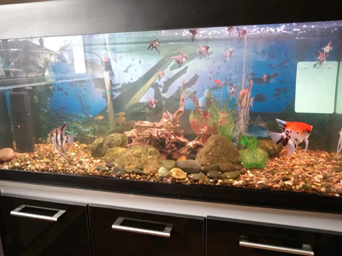 Tropical fish - Image 1