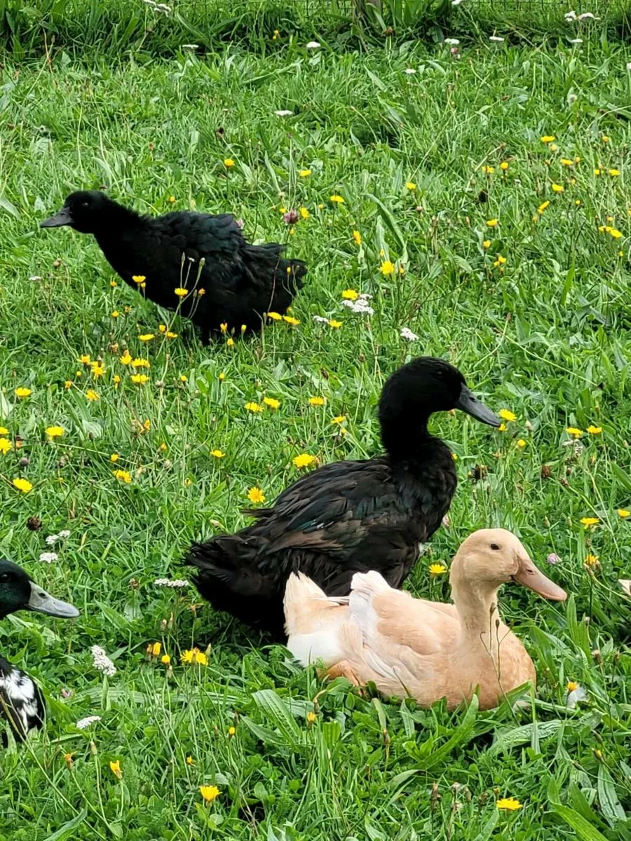 WANTED CAYUGA FEMALE DUCKS