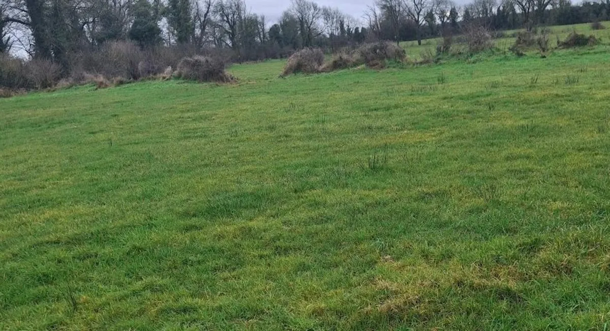 Sheep Grazing - Image 1