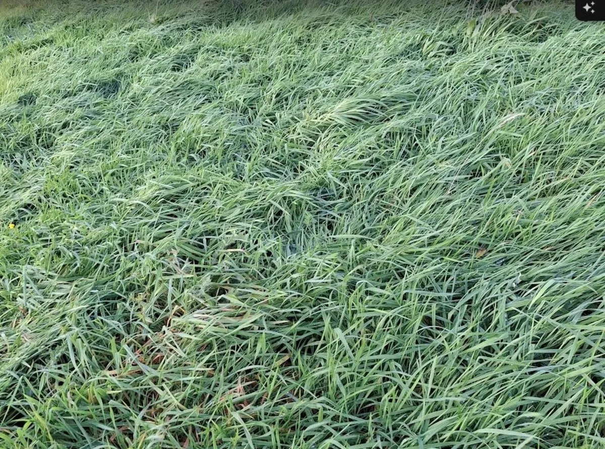 Sheep Grazing - Image 3