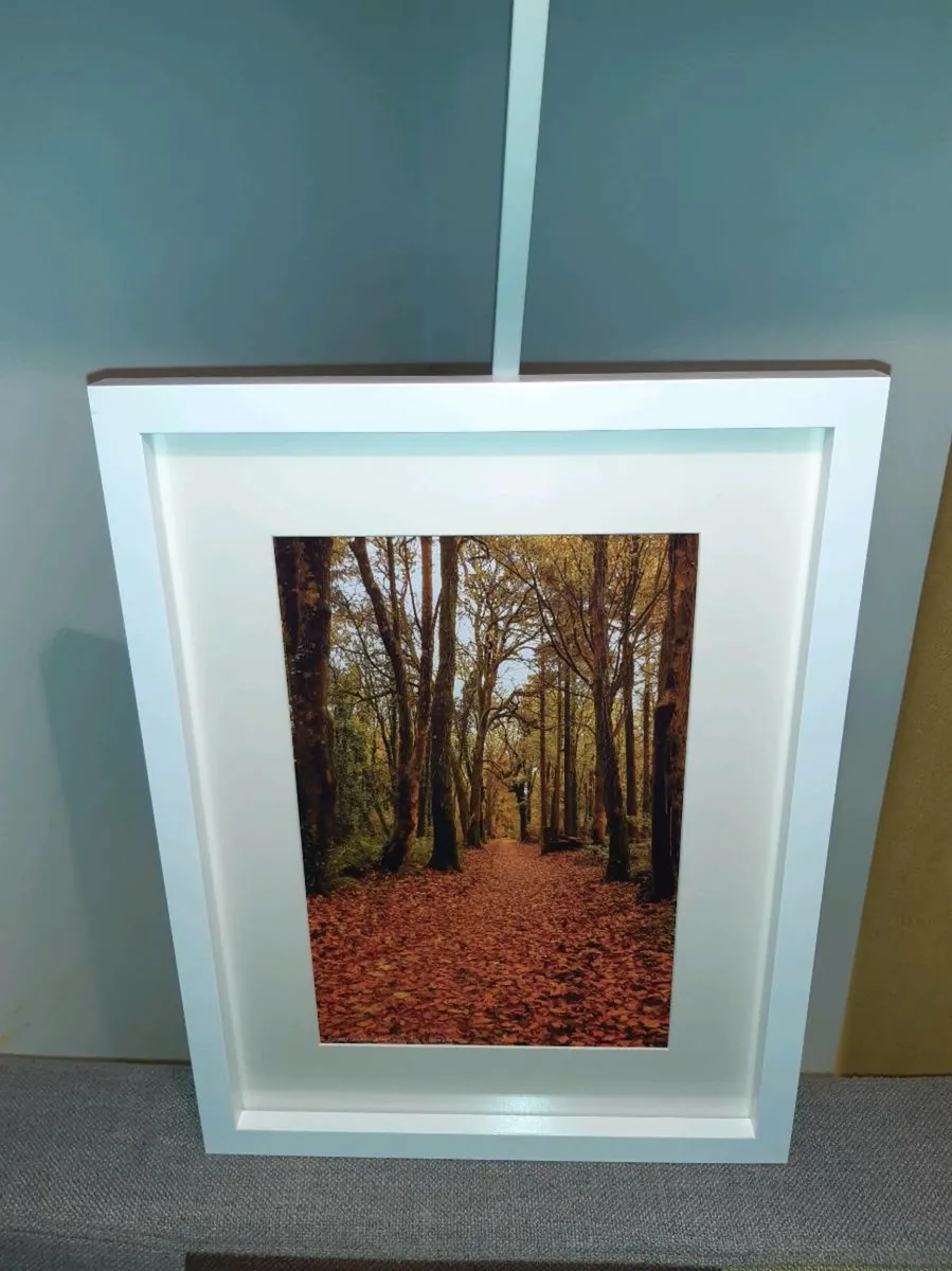 Ballyannan Woods - Image 4