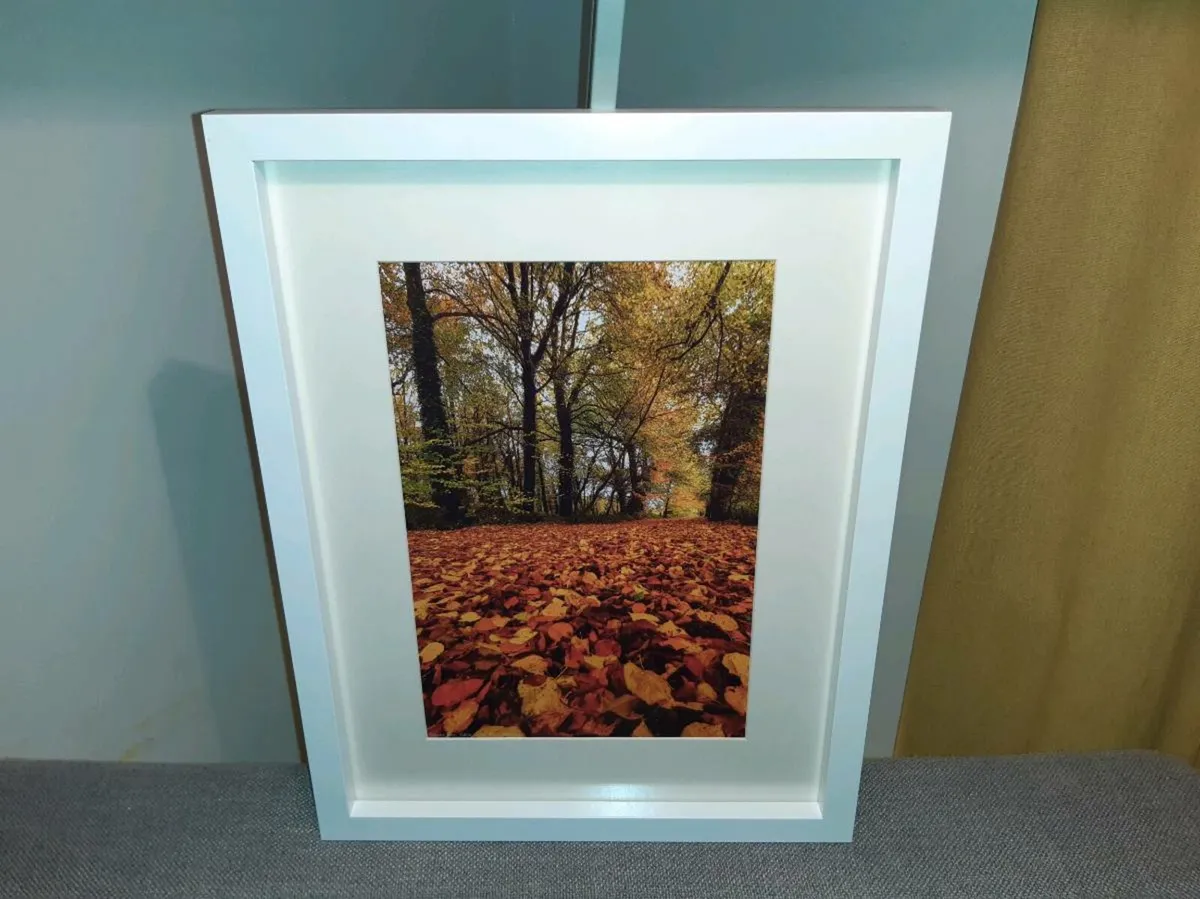 Ballyannan Woods - Image 2