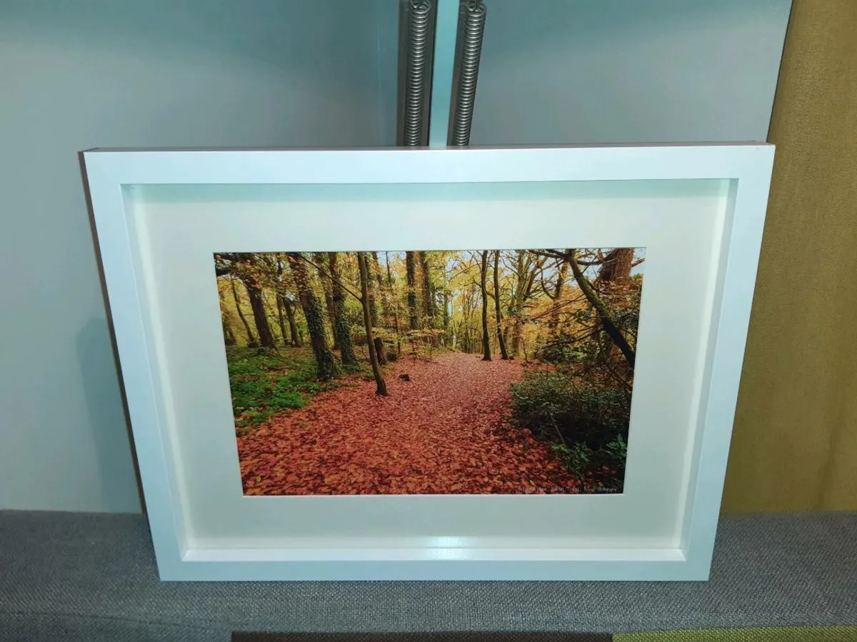 Ballyannan Woods - Image 3