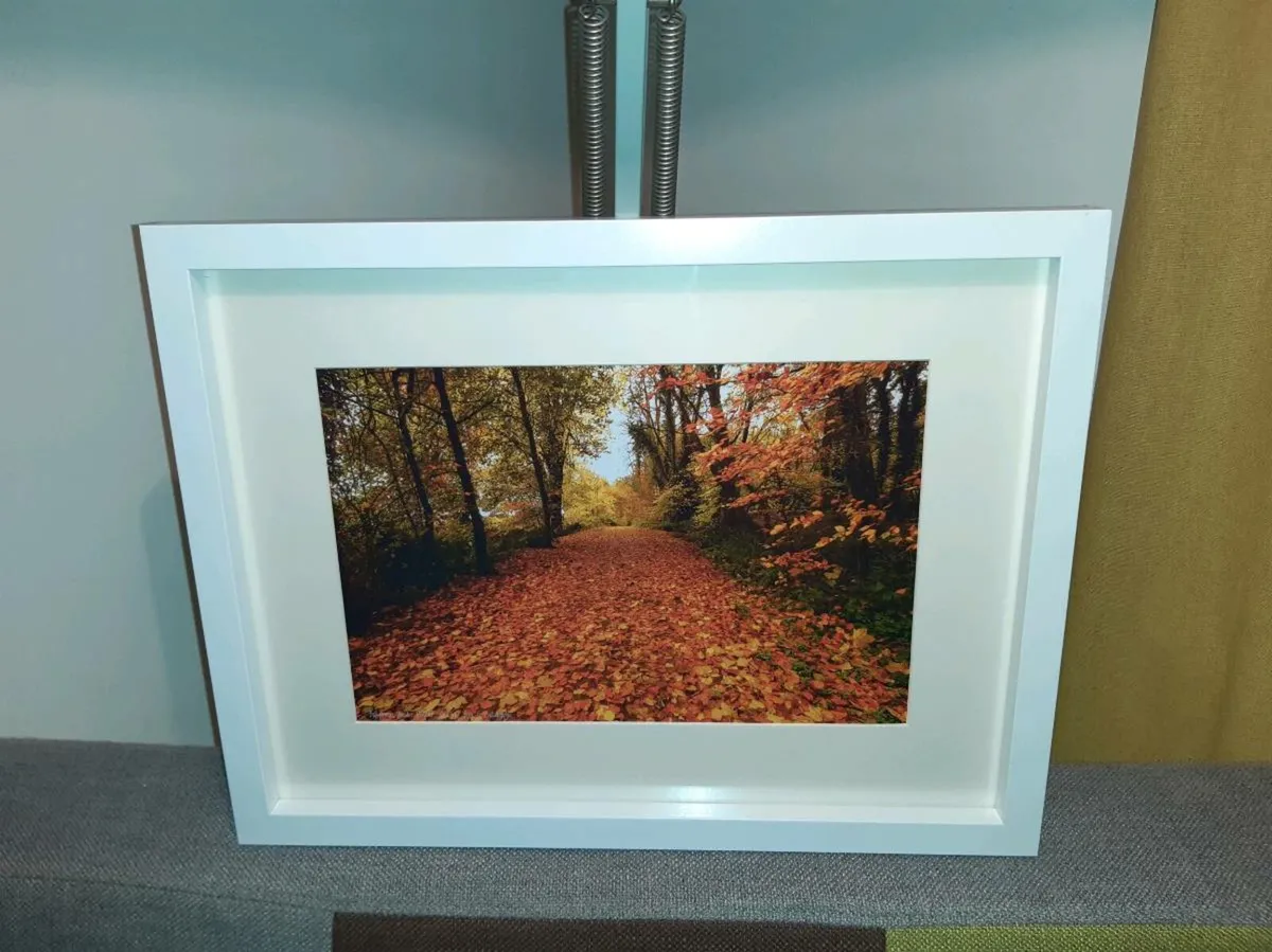 Ballyannan Woods - Image 1