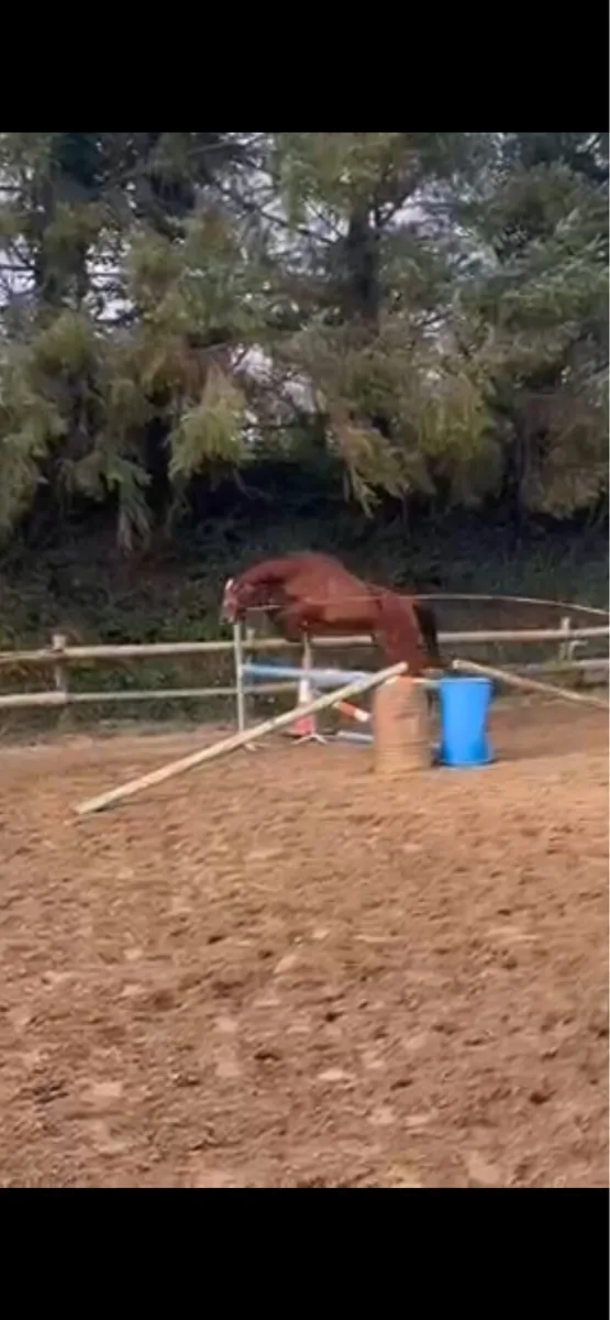 Rising 4yo kms Rooney colt - Image 2