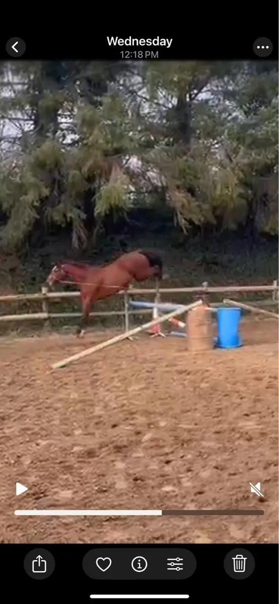 Rising 4yo kms Rooney colt - Image 3