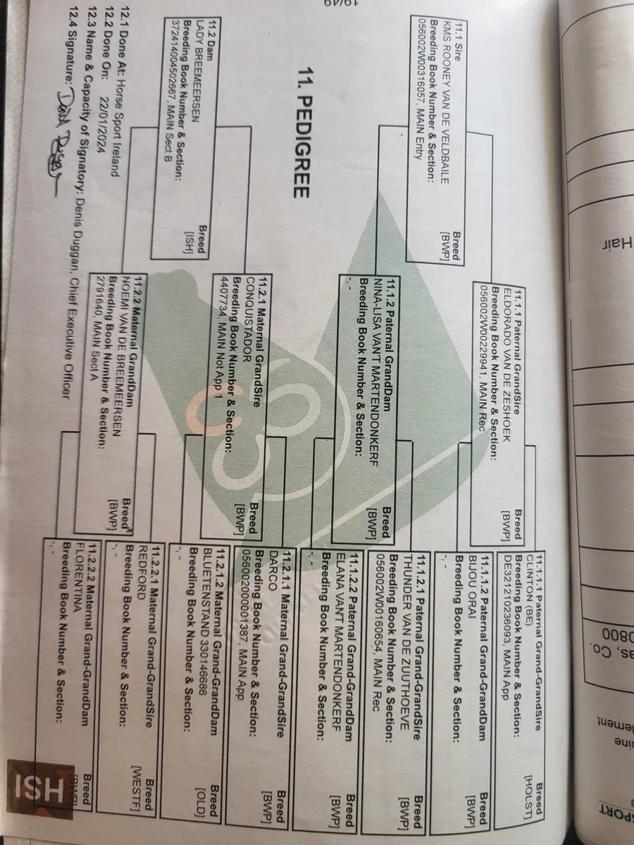 Rising 4yo kms Rooney colt - Image 4