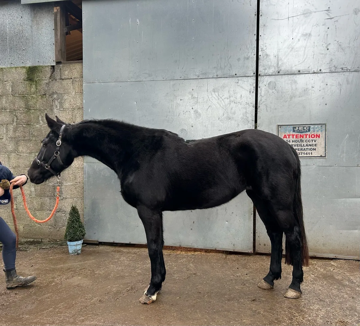 Rising 5yo Vancouver x touchdown