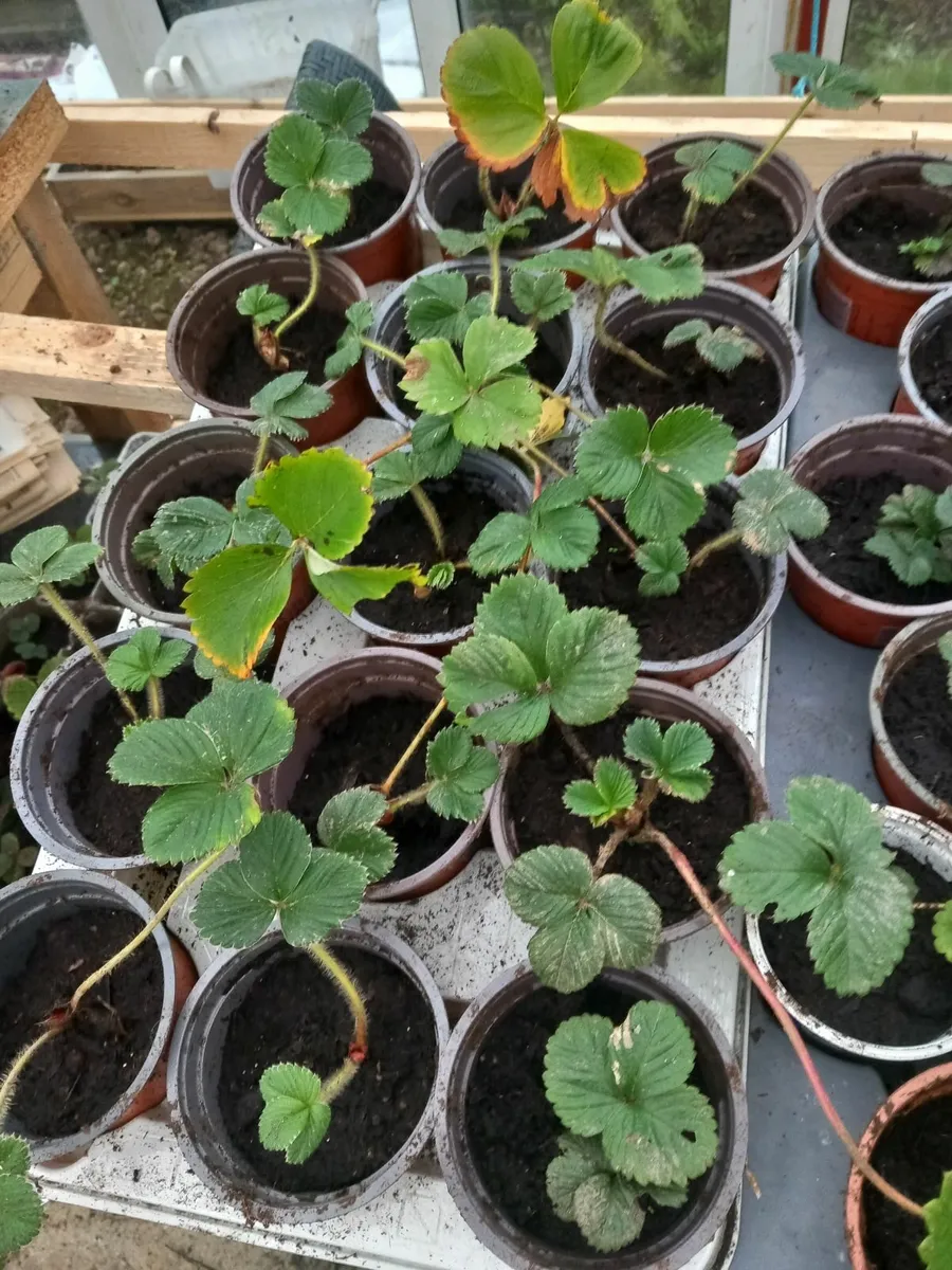 Strawberry plants - Image 2