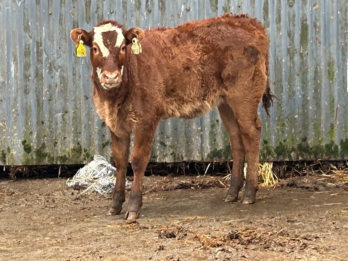 Smashing cow and calf - Image 2