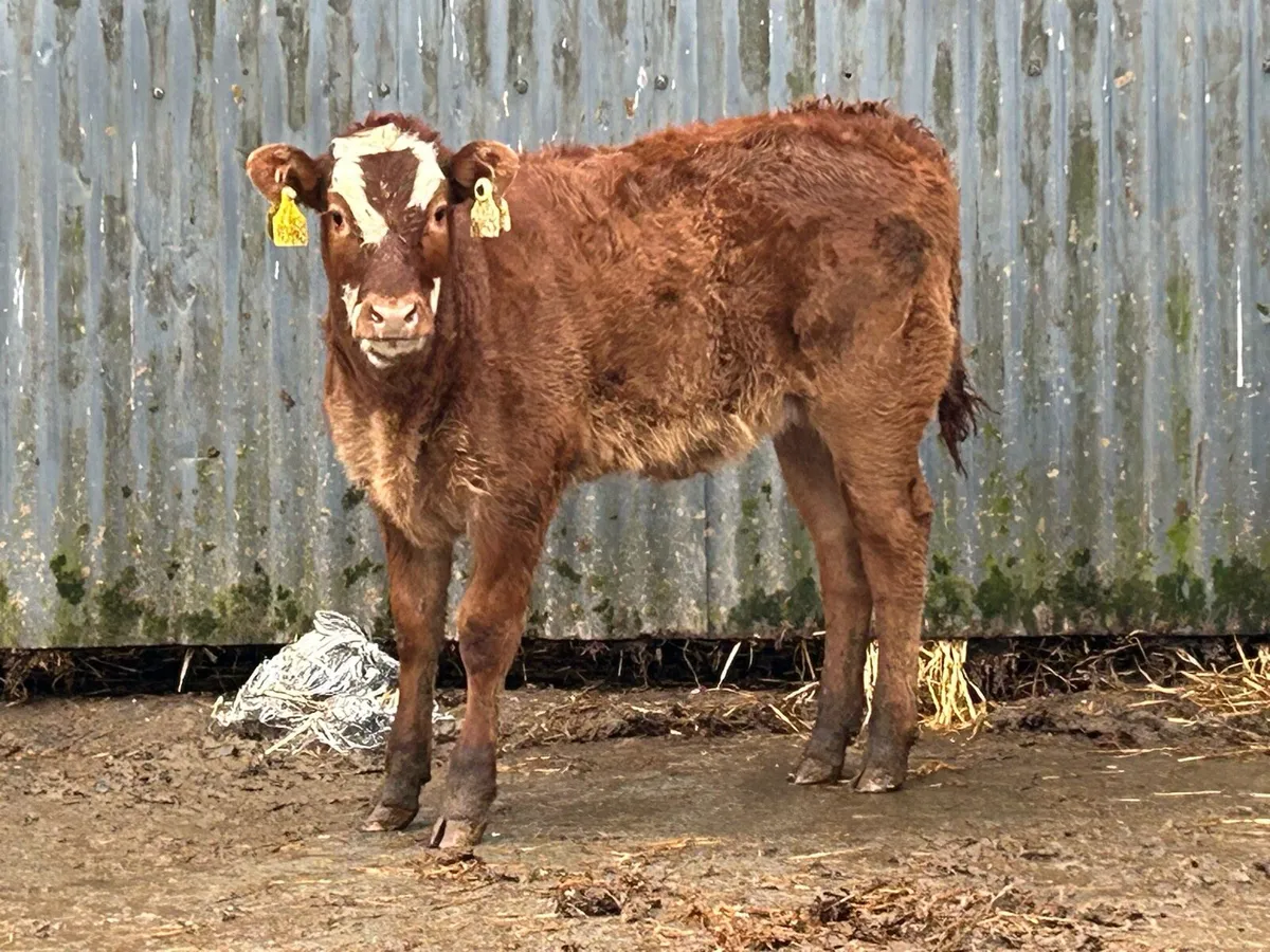 Smashing cow and calf - Image 4