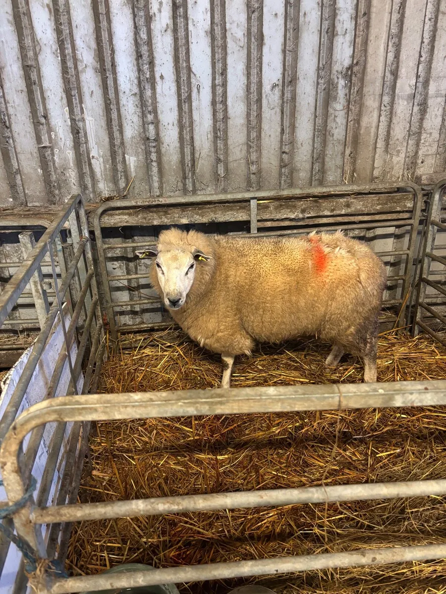 First crop ewe or lambs wanted - Image 1