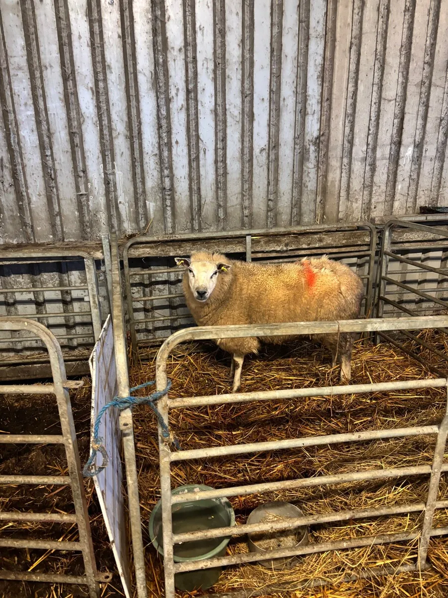 First crop ewe or lambs wanted - Image 2