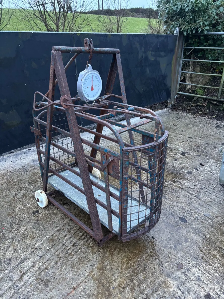 Weight bridge calf crush - Image 1