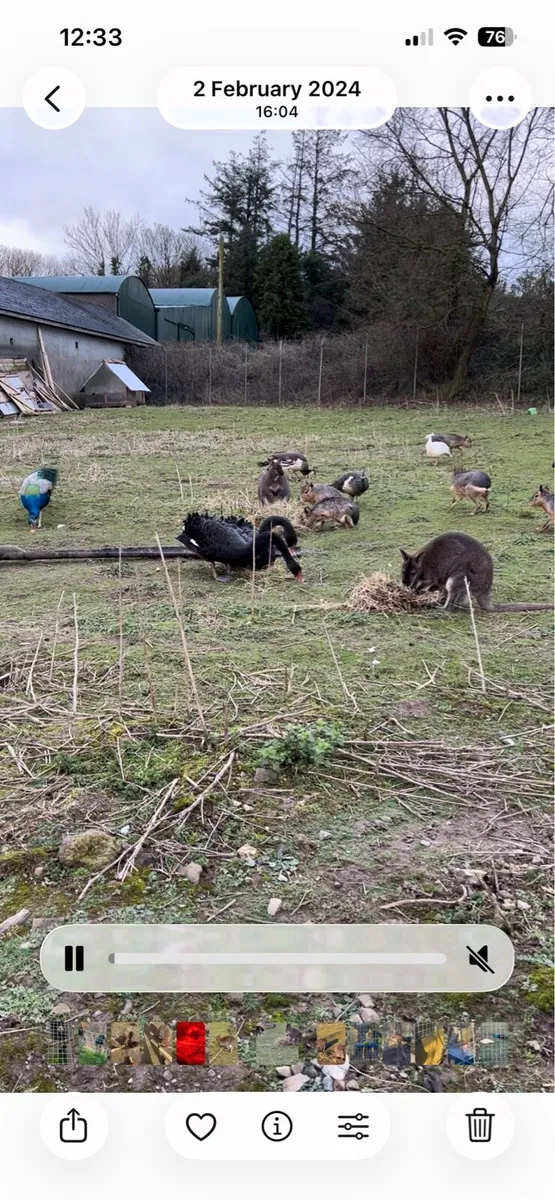 Selection of poultry for sale - Image 1