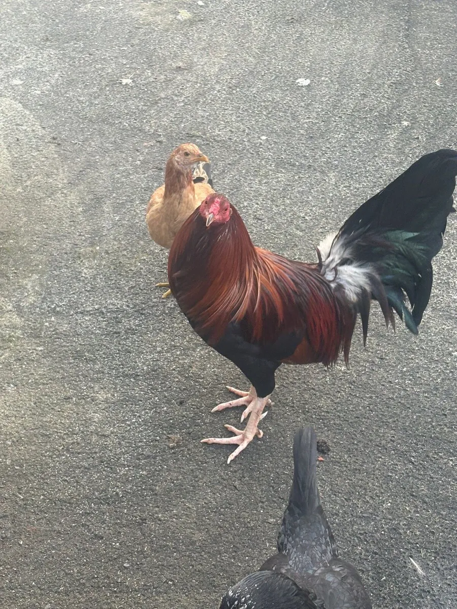 Selection of poultry for sale - Image 2