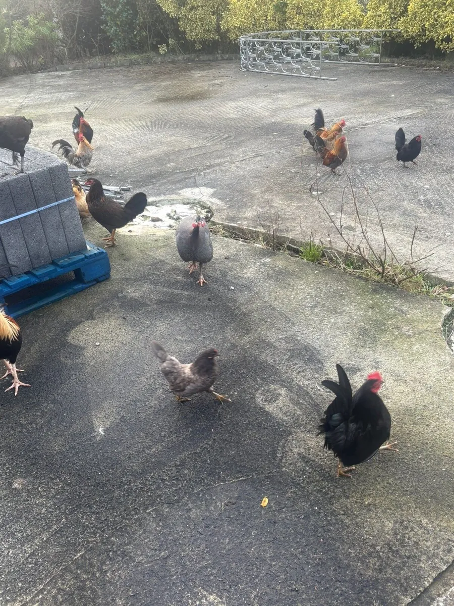 Selection of poultry for sale - Image 3