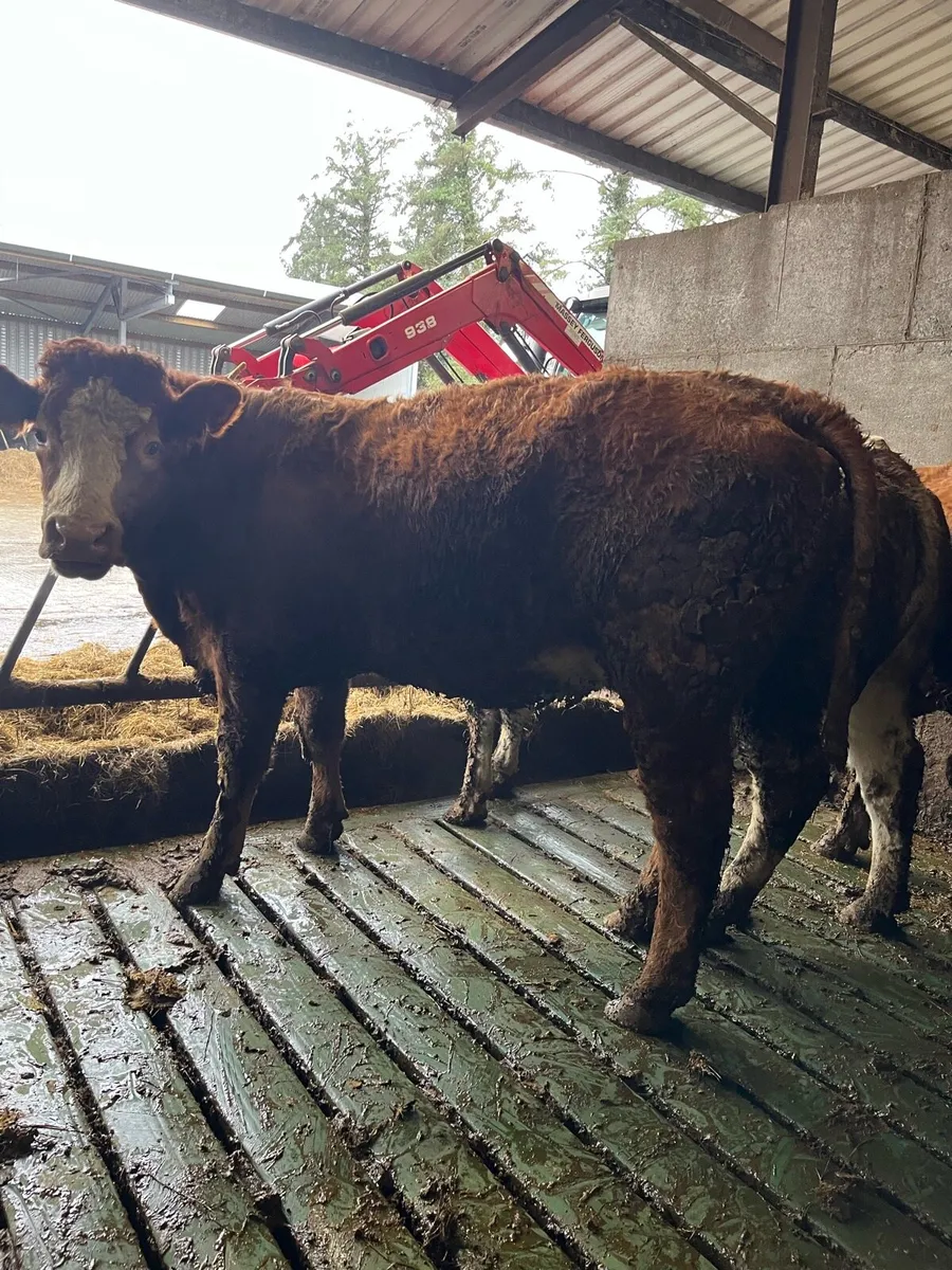 2 super first calved teams - Image 1